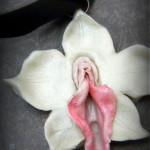 Exotic Orchid: Vulva Portrait